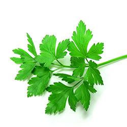 Parsley