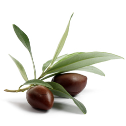 olives on a branch