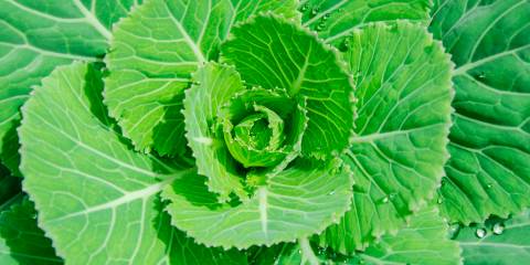 A close-up of kale growing on a farm