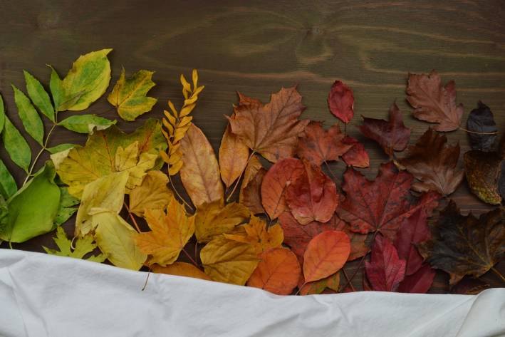 Mindfulness and Letting Go leaves in a row, going from green, to yellow, to orange, to red, to brown, to black