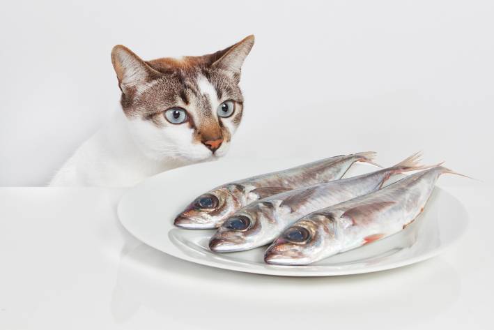 What to Expect When You Stop Dieting A hungry cat staring at a plate of fish
