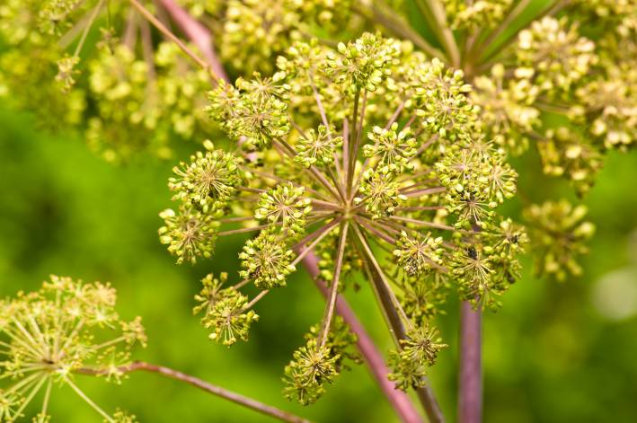 Strengthen a Weak Bladder with the Medicinal Herb Angelica Angelica medicine plant and food, a closeup of the flower.