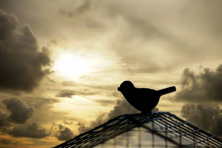 Fifty Shades of Freedom & Divorce Silhouette bird escaping from the cage.