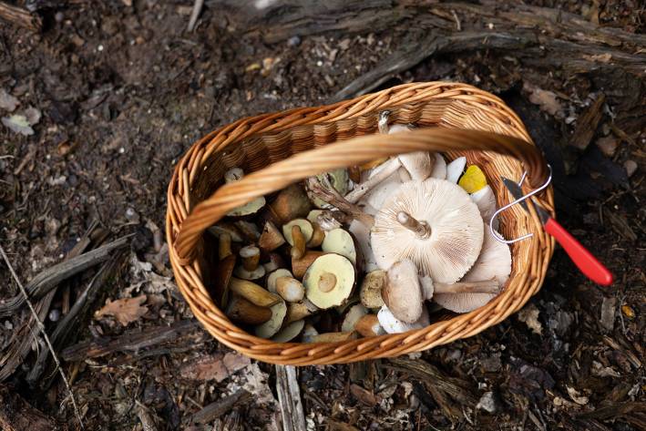 Mushrooms of North America a basket of wild mushrooms on the forest floor