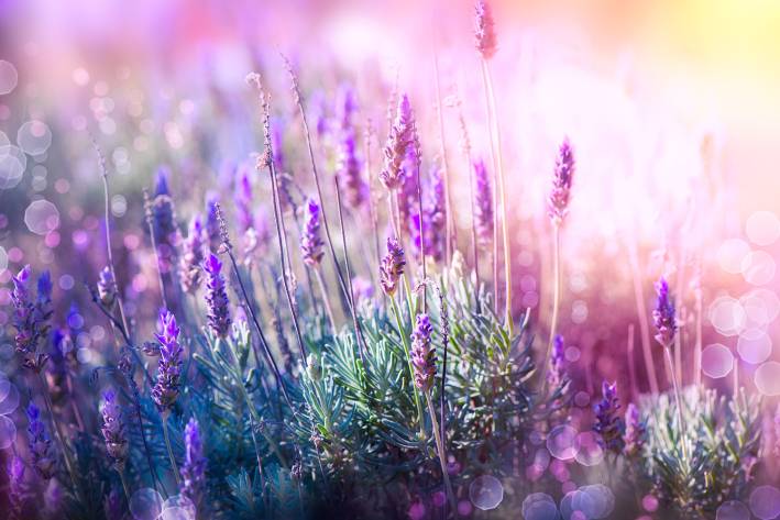 Tri-Essence Power Blend a field of lavender glowing with golden light