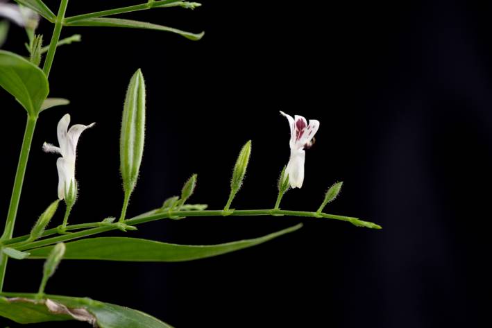 Andrographis for Immunity a flowering andrographis plant