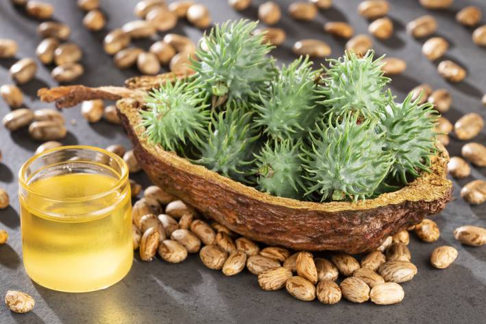 How to Use Castor Oil Packs the seeds, fruit, and oil of the castor plant