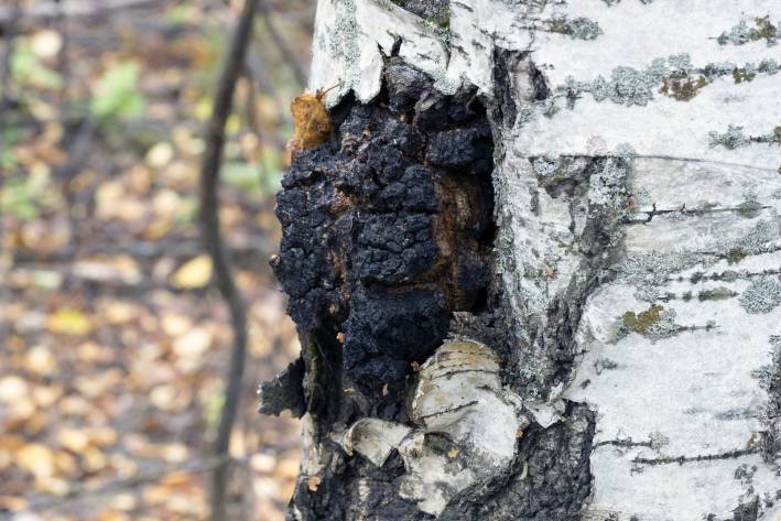 Don’t Just Sit There—Chaga Might Be the Nudge You Need Dark chaga growing on a white birch tree.