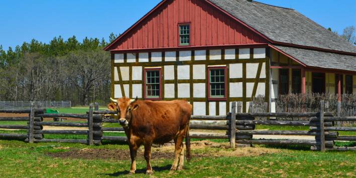 Go Organic with your Dairy Organic Cow