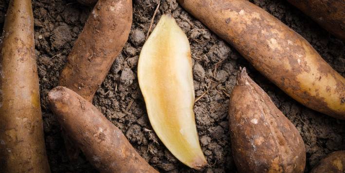 Yacon Syrup Linked To Weight Loss