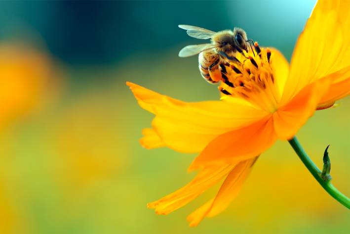 Europe Says No to Bee-Killing Pesticides A honey bee landing on a flower