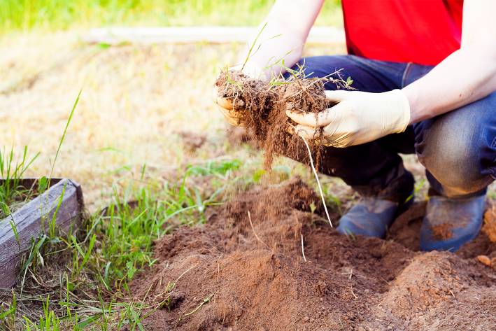 Turn Your Lawn Into a Vegetable Garden An urban farmer harvesting from a lawn garden