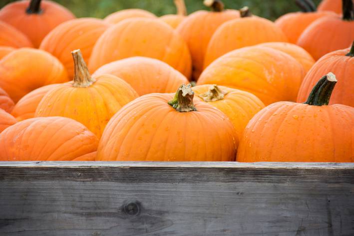 What Else Can You Do With Pumpkins? the back of a wagon filled with pumpkins