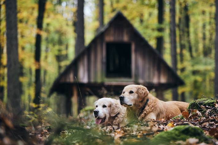 Supplements for Senior Pets a couple of senior golden retrievers laying in the leaves in the woods