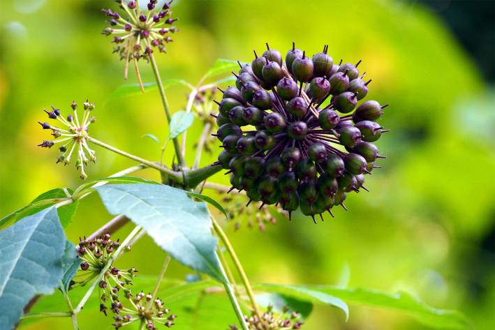 Eleuthero: A Powerful Adaptogen The berry of eleuthero growing in the wild