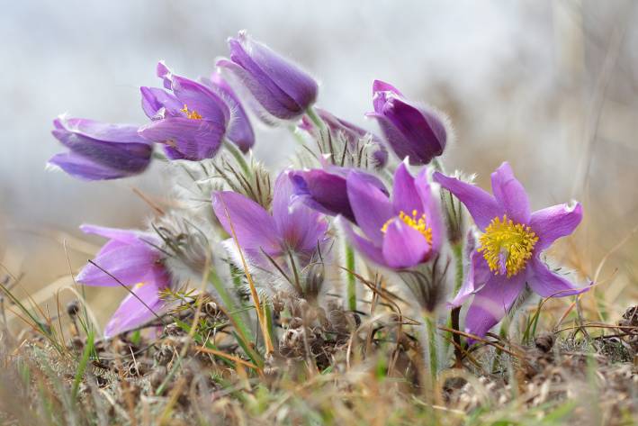 Homeopathy for Cold & Flu a cluster of pasqueflowers in the wild