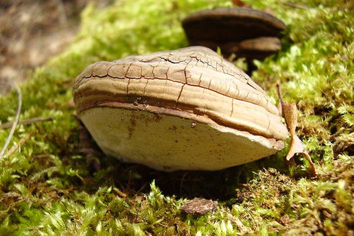 A Traditional Mushroom for Modern Times a phellinus mushroom, used in traditional medicine, growing on a tree