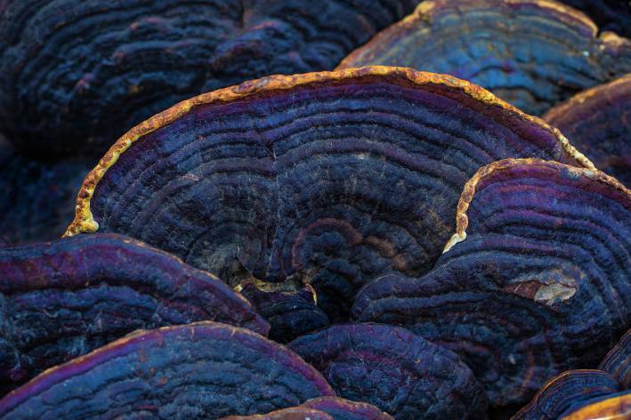 Meshima Mushroom Supports Healthy Breast Tissue meshima mushroom growing in the wild