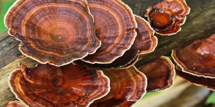 Mushrooms: The Feminine Side Reishi Mushrooms